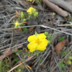 Hibbertia sp. at Lake George, NSW - 17 Oct 2018 08:52 AM