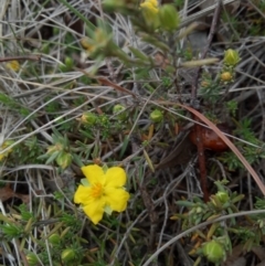 Hibbertia sp. at Lake George, NSW - 17 Oct 2018 08:52 AM