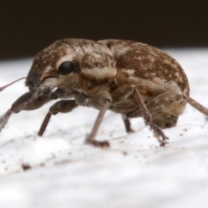 Curculionidae (family) at Yarralumla, ACT - 16 Oct 2018