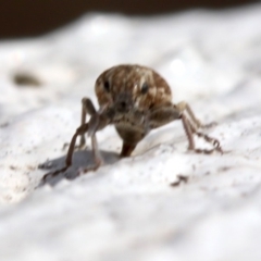 Curculionidae (family) at Yarralumla, ACT - 16 Oct 2018