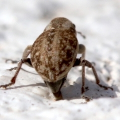 Curculionidae (family) at Yarralumla, ACT - 16 Oct 2018 11:11 AM