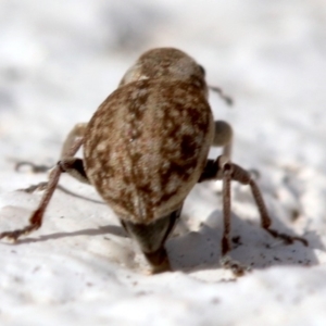 Curculionidae (family) at Yarralumla, ACT - 16 Oct 2018