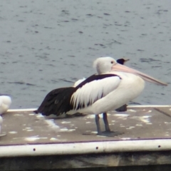 Pelecanus conspicillatus at Bermagui, NSW - 17 Oct 2018 01:41 PM