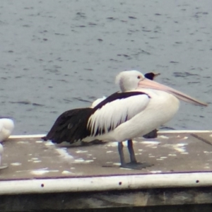 Pelecanus conspicillatus at Bermagui, NSW - 17 Oct 2018 01:41 PM