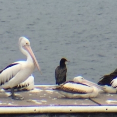 Pelecanus conspicillatus at Bermagui, NSW - 17 Oct 2018 01:41 PM