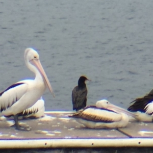 Pelecanus conspicillatus at Bermagui, NSW - 17 Oct 2018 01:41 PM