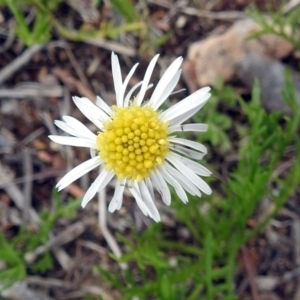 Calotis anthemoides at Macarthur, ACT - 17 Oct 2018 12:35 PM