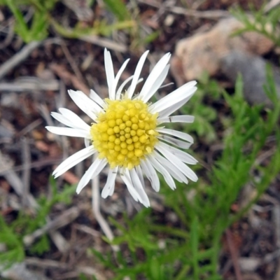 Calotis anthemoides (Chamomile Burr-daisy) at Macarthur, ACT - 17 Oct 2018 by RodDeb