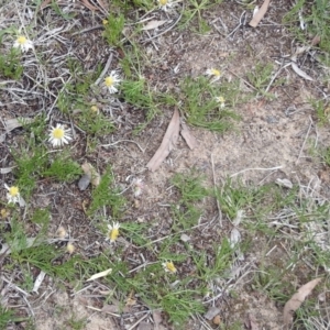 Calotis anthemoides at Macarthur, ACT - 17 Oct 2018