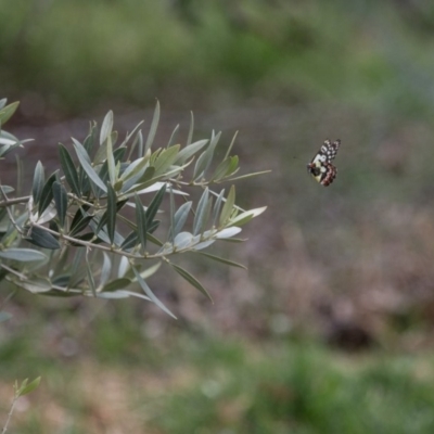 Delias aganippe (Spotted Jezebel) at Murrumbateman, NSW - 17 Oct 2018 by SallyandPeter