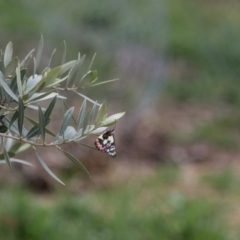 Delias aganippe at Murrumbateman, NSW - 17 Oct 2018