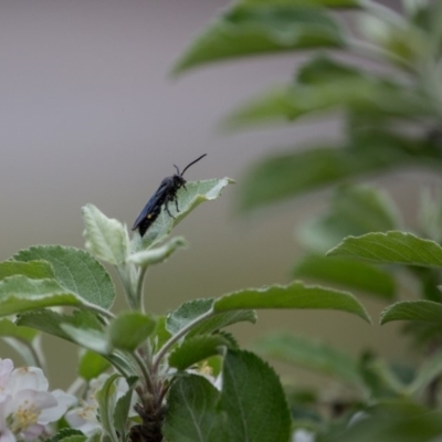 Laeviscolia frontalis (Two-spot hairy flower wasp) at Murrumbateman, NSW - 17 Oct 2018 by SallyandPeter