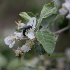 Laeviscolia frontalis at Murrumbateman, NSW - 17 Oct 2018