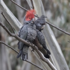 Callocephalon fimbriatum (Gang-gang Cockatoo) at Booth, ACT - 17 Oct 2018 by AlisonMilton