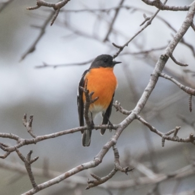 Petroica phoenicea (Flame Robin) at Rendezvous Creek, ACT - 17 Oct 2018 by Alison Milton