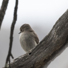 Petroica phoenicea at Rendezvous Creek, ACT - 17 Oct 2018