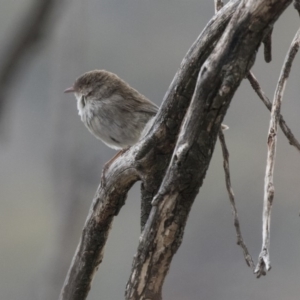 Malurus cyaneus at Rendezvous Creek, ACT - 17 Oct 2018 12:31 PM