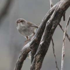 Malurus cyaneus at Rendezvous Creek, ACT - 17 Oct 2018