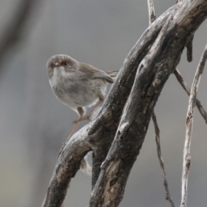 Malurus cyaneus at Rendezvous Creek, ACT - 17 Oct 2018