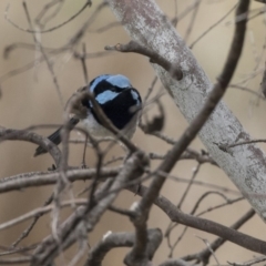 Malurus cyaneus at Rendezvous Creek, ACT - 17 Oct 2018 12:31 PM