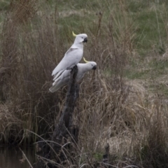 Cacatua galerita (Sulphur-crested Cockatoo) at Rendezvous Creek, ACT - 17 Oct 2018 by Alison Milton