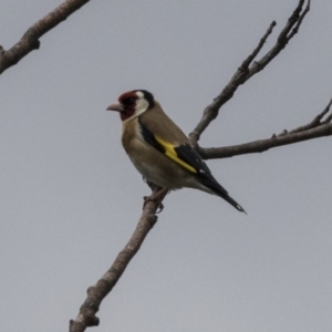 Carduelis carduelis at Rendezvous Creek, ACT - 17 Oct 2018