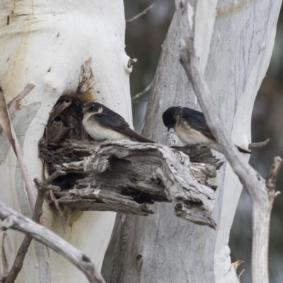 Petrochelidon nigricans (Tree Martin) at Rendezvous Creek, ACT - 16 Oct 2018 by AlisonMilton