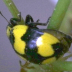 Illeis galbula (Fungus-eating Ladybird) at Ainslie, ACT - 17 Oct 2018 by jbromilow50