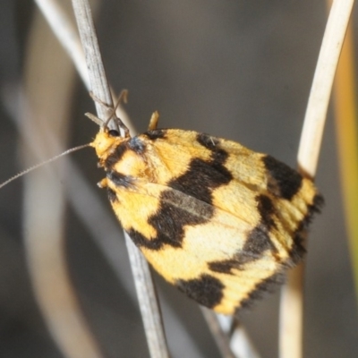 Termessa sp nr xanthomelas (A tiger moth) at Gossan Hill - 15 Oct 2018 by Harrisi
