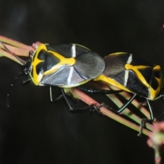 Commius elegans (Cherry Ballart Shield Bug) at Dunlop, ACT - 16 Oct 2018 by Harrisi