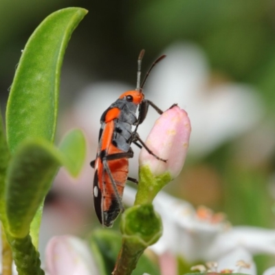 Melanerythrus mactans (A seed bug) at ANBG - 15 Oct 2018 by TimL