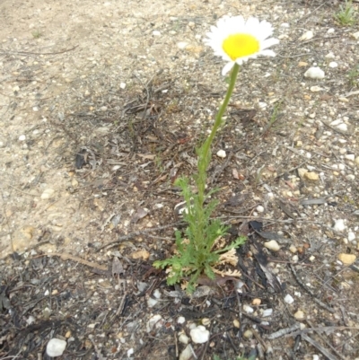 Brachyscome diversifolia var. diversifolia (Large-headed Daisy) at Lake George, NSW - 18 Oct 2018 by MPennay