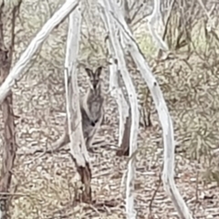 Notamacropus rufogriseus (Red-necked Wallaby) at Lyons, ACT - 17 Oct 2018 by John.Butcher