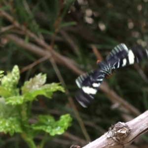 Phalaenoides glycinae at Ainslie, ACT - 17 Oct 2018