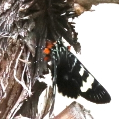 Phalaenoides glycinae at Ainslie, ACT - 17 Oct 2018