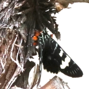 Phalaenoides glycinae at Ainslie, ACT - 17 Oct 2018