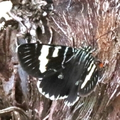 Phalaenoides glycinae at Ainslie, ACT - 17 Oct 2018