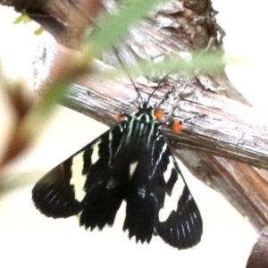 Phalaenoides glycinae at Ainslie, ACT - 17 Oct 2018