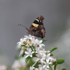 Vanessa itea (Yellow Admiral) at Acton, ACT - 16 Oct 2018 by TimL