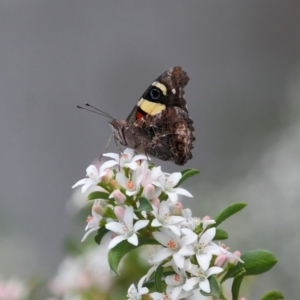 Vanessa itea at Acton, ACT - 16 Oct 2018 12:10 PM