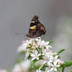 Vanessa itea at Acton, ACT - 16 Oct 2018 12:10 PM