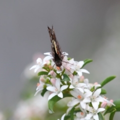 Vanessa itea at Acton, ACT - 16 Oct 2018 12:10 PM