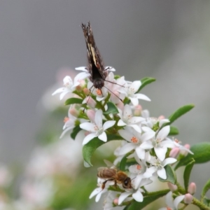 Vanessa itea at Acton, ACT - 16 Oct 2018 12:10 PM