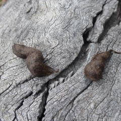 Unidentified at Jerrabomberra, ACT - 14 Oct 2018 by Christine