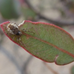 Araneidae (family) at Hume, ACT - 14 Oct 2018