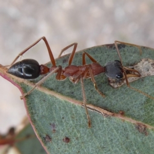 Myrmecia nigriceps at Hume, ACT - 14 Oct 2018