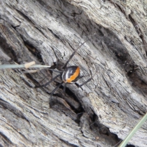 Latrodectus hasselti at Hume, ACT - 14 Oct 2018