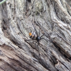 Latrodectus hasselti at Hume, ACT - 14 Oct 2018 01:24 PM