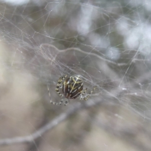 Theridiidae (family) at Hume, ACT - 14 Oct 2018