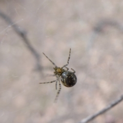 Theridiidae (family) at Hume, ACT - 14 Oct 2018 01:31 PM